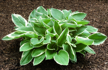 Hosta