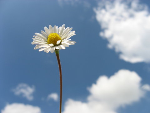 Marguerite