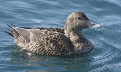 Female eider.