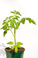 Tomatenpflanze, tomato plant