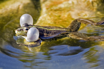 Frog calling the partner for mating.