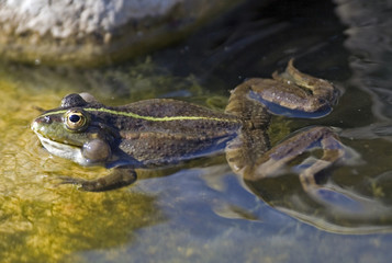 Frog calling the partner for mating.