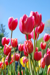 Obraz premium Tulips. Soft focus - focus on the tulip flower in center.