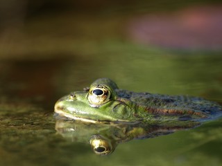 Frosch portrait