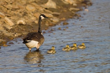 Mother Goose