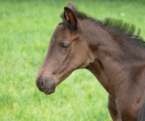 Fototapeta premium Kopfbild : Trakehner-Fohlen