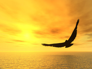 Fototapeta na wymiar soaring eagle
