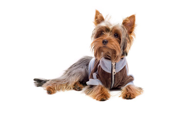 yorkshire terrier lying on floor wearing jacket isolated