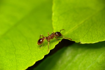 Ant