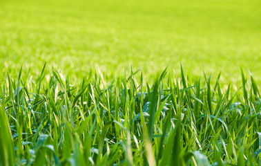 Natural grass illuminated by the sun after  the rain.