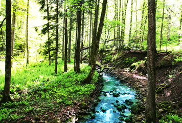Creek in forest