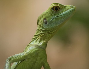 Portrait de Gecko