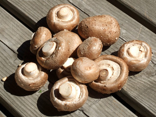 Braune Champignons