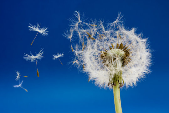Dandelion