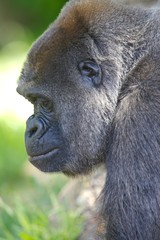 Western Lowland Gorillas