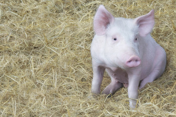 maialino