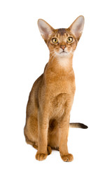 Abyssinian cat over white background