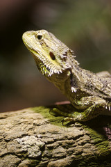 Frilled Neck Lizard