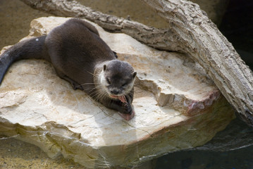 Le repas de la loutre