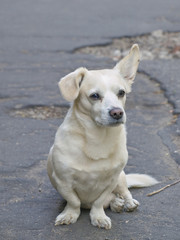 mongrel dog