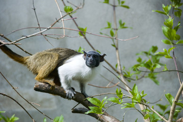 Tamarin