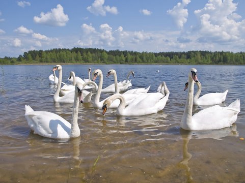 Swan Colony