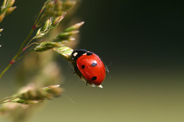Marienkäfer