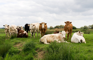 Cattle by river