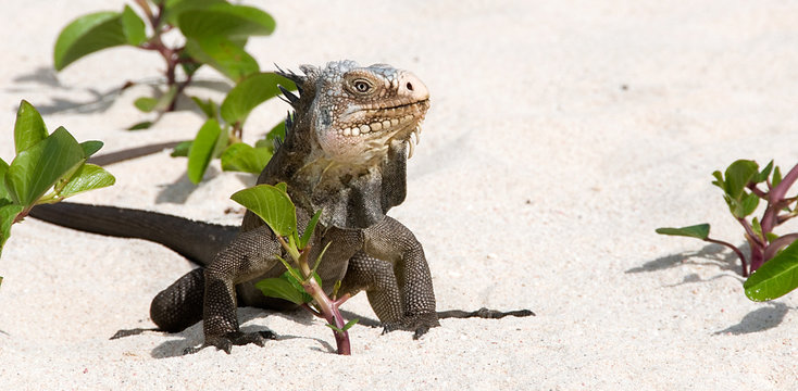 iguane sur une plage