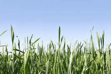 green grass on blue background