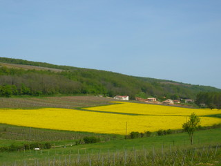 Obraz premium champ de colza en bourgogne