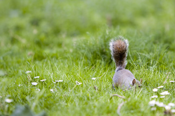 Ardilla en el parque 10