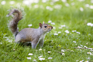 Ardilla en el parque 9