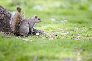 Ardilla en el parque 6