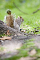 Ardilla en el parque 5