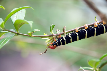 chenille tropicale