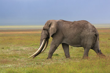 Naklejka na ściany i meble African elephant with huge tusk