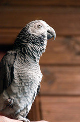 perroquet gris