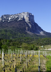 Fototapeta na wymiar Vines Savoie