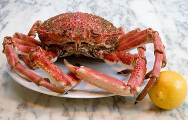 araignée de mer