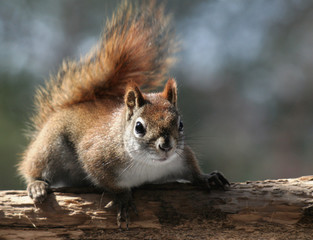 A red squirrel sitting on a post..