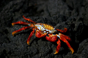 Galapagos Red Crab