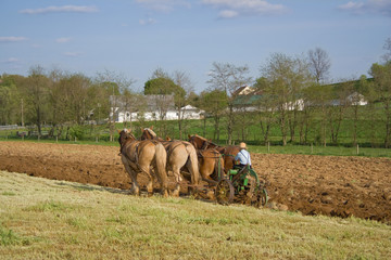Plowing with Horses
