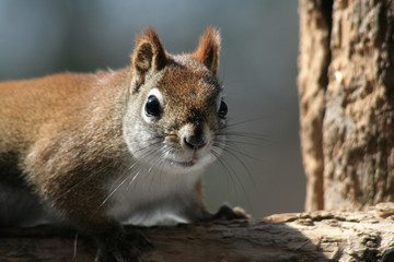 Naklejka premium Staring Squirrel