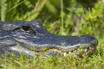Alligator