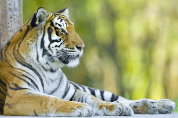 Resting tiger