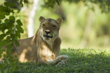 Lioness resting under a tree
