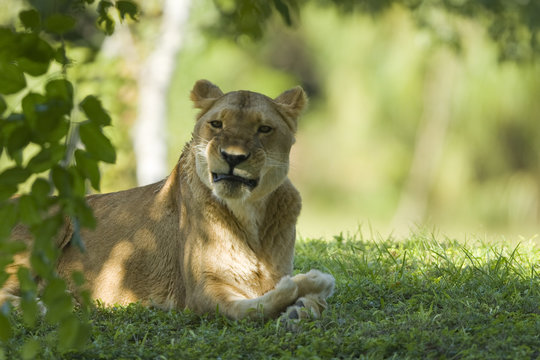 Lioness resting under a tree