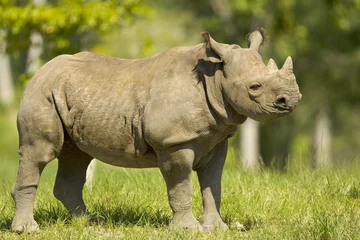 Foto op Plexiglas Rhinoceros © Celso Diniz