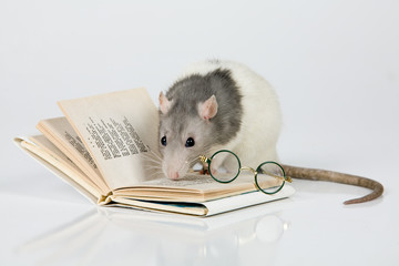 Reading Rat